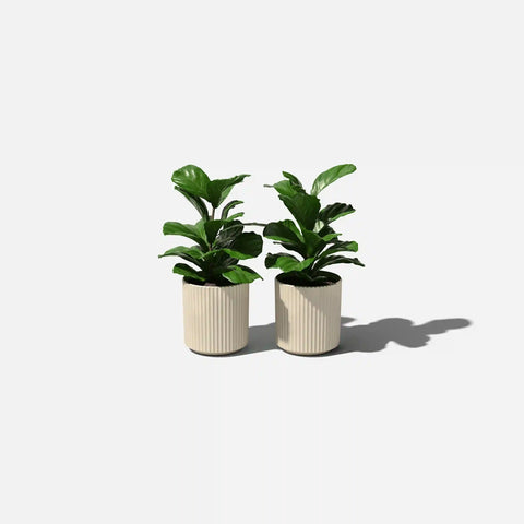demi planter
