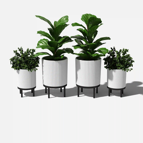 demi raised duo