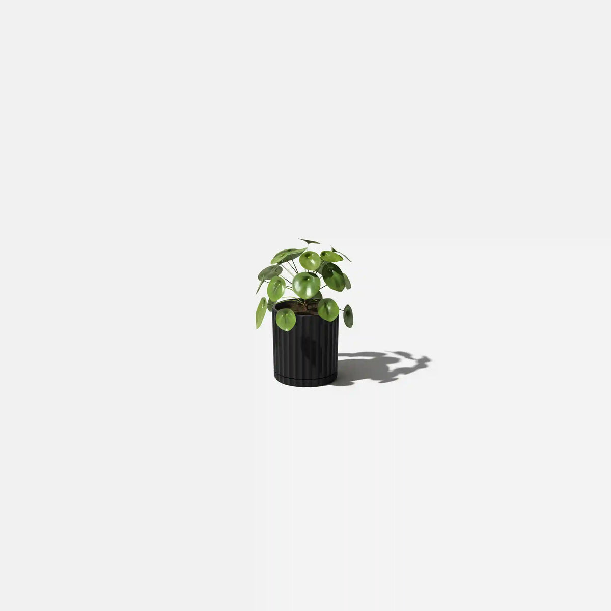 demi six planter