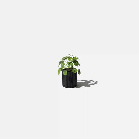 demi six planter